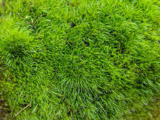 Bright green roof moss. Treat your roof for moss whenever you see green starting to grow.