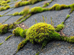Green tuft of roof moss on a asphalt shingle roofing. Moss like this needs safe and effective removal/treatment as soon as possible.